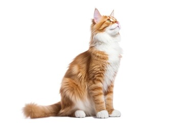 Obraz premium Maine Coon Ginger cat mammal animal kitten.
