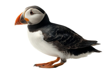 Fototapeta premium Puffin bird isolated on transparent background, high-resolution PNG wildlife illustration for seamless cutout in design projects