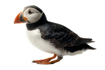 Puffin bird isolated on transparent background, high-resolution PNG wildlife illustration for seamless cutout in design projects