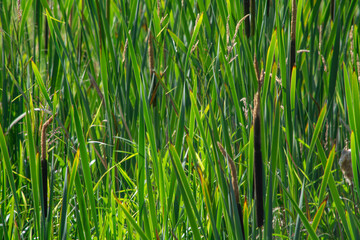 A natural background with calamus.