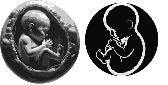 Vector art of a grayscale image of a fetus and its black silhouette isolated on transparent background