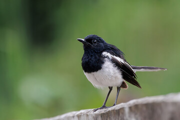 Oriental Magpie Robin, Copsychus saularis, perching on ground in forest park, a distinctive black...