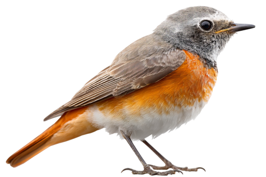 Redstart songbird isolated on transparent background in high-resolution PNG style illustration, perfect for cutout and nature design projects