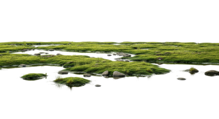 Lush green grass clumps and smooth rocks emerge from shallow water, creating a natural marsh or wetland scene. Ideal for digital compositions and environmental themes.