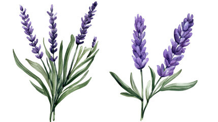 Fototapeta premium Bunch of fresh lavender flowers tied together isolated on white background