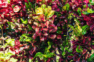 The leaves of the Puring or Codiaeum variegatum are colorful, dominated by red, green, and yellow, creating rich patterns and textures. It looks like a Puring ornamental plant.