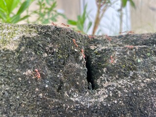 Ant moss on stone