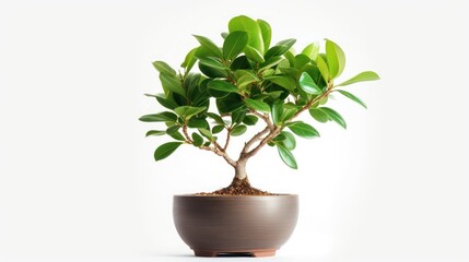 Obraz premium Small ficus bonsai tree in a ceramic pot isolated on a white background
