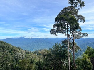 Obraz premium pine tree in the mountains