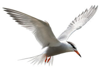 Tern seabird soaring in clear skies, high-resolution PNG-style illustration with transparent background for effortless cutout and design integration