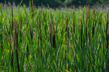 A natural background with calamus.