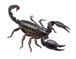 Black scorpion with raised tail and large pincers isolated