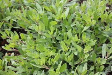 Whole plant structure of Gaura