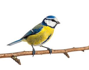 Fototapeta premium Colorful small songbird with blue yellow and white plumage perched on natural wooden branch