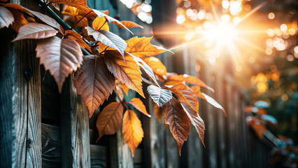 Orange and brown leaves on vine climbing wooden fence under setting sun