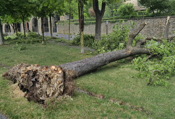 Tree fell after heavy storm, Bergamo, Lombardy, Italy
