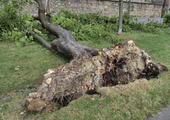 Tree fell after heavy storm, Bergamo, Lombardy, Italy