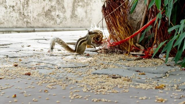 Curious Squirrel Hunts for Food Near Tree