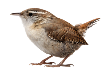 Small brown wren bird isolated on transparent background in PNG format, high-resolution digital illustration for design projects