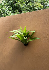 A bird's nest fern (Asplenium nidus) mounted on a warm ochre textured terracotta wall, with lush...