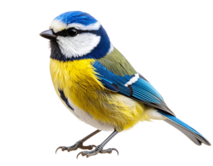  Close-up portrait of blue tit bird with vibrant blue and yellow feathers, isolated on transparent background PNG