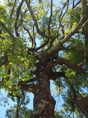 old oak tree
