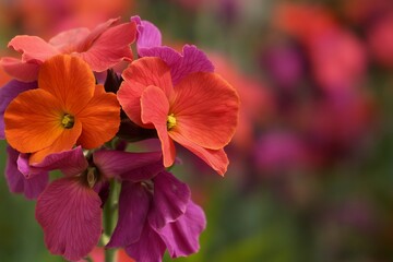 Vibrant Erysimum ‘Winter Orchid’ in Bloom – A Magnet for Butterflies, Bees, and Birds.