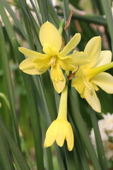 日本の春の庭に咲く黄色いスプリットコロナスイセンの花