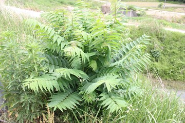 Ailanthus altissima cluster in wild field