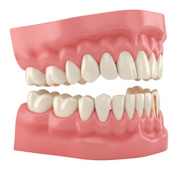 健康な歯並び 精密な3Dモデル ピンクの歯茎 美しい白歯