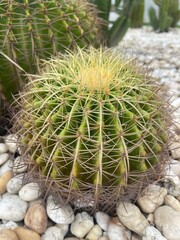 cactus in the garden