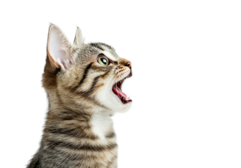 Playful Tabby Kitten Yowling, Profile View, Isolated on Transparent PNG