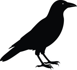 crow silhouette isolated on white