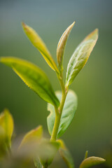 Green tea bud and leaves.Tea garden background photo. Tea garden and blue sky in the background.Tea cultivation in Turkey. Rize Türkiye.