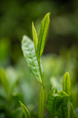Green tea bud and leaves.Tea garden background photo. Tea garden and blue sky in the background.Tea cultivation in Turkey. Rize Türkiye.