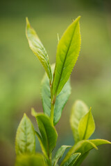 Green tea bud and leaves.Tea garden background photo. Tea garden and blue sky in the background.Tea cultivation in Turkey. Rize Türkiye.