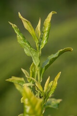 Green tea bud and leaves.Tea garden background photo. Tea garden and blue sky in the background.Tea cultivation in Turkey. Rize Türkiye.