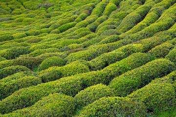 Green tea bud and leaves.Tea garden background photo. Tea garden and blue sky in the background.Tea cultivation in Turkey. Rize Türkiye.