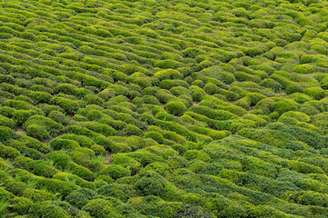 Green tea bud and leaves.Tea garden background photo. Tea garden and blue sky in the background.Tea cultivation in Turkey. Rize Türkiye.