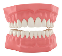 Obraz premium 健康な歯並び 美しいピンクの歯茎 明るく清潔感漂う歯列模型