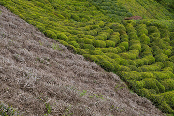 Green tea bud and leaves.Tea garden background photo. Tea garden and blue sky in the background.Tea cultivation in Turkey. Rize Türkiye.