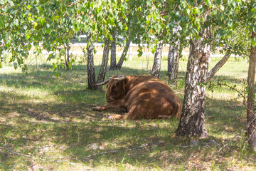 Scottish bull lies near birch trees on the grass