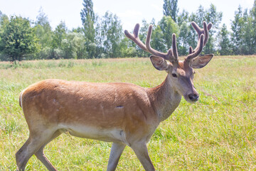 Obraz premium deer with big antlers close up in nature