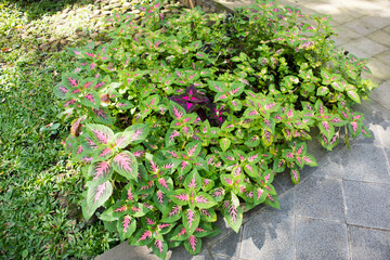 Beautiful coleus leaves texture and detail under a shade. Top view. 