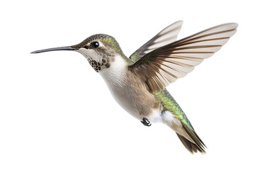 Fototapeta premium Hummingbird in Flight, Isolated on Transparent PNG, Detailed, Vibrant, Wildlife Photography