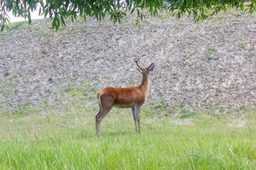 deer with big antlers close up in nature