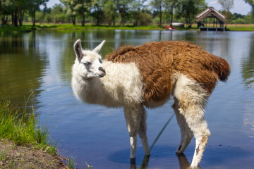 Obraz premium lama stands by the lake and looks straight ahead close-up full length
