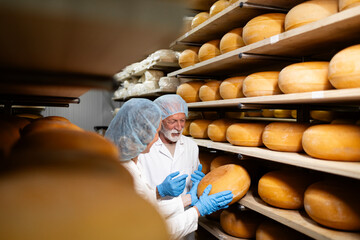 Two experienced cheese manufacturers discussing structure quality and ripening status in food...
