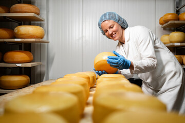 Cheese factory worker checking structure and ripening status of cheese wheels.