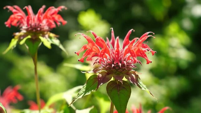 Vibrant Red Monarda Flowers Blooming in Summer Sunlight: Close-Up Macro View